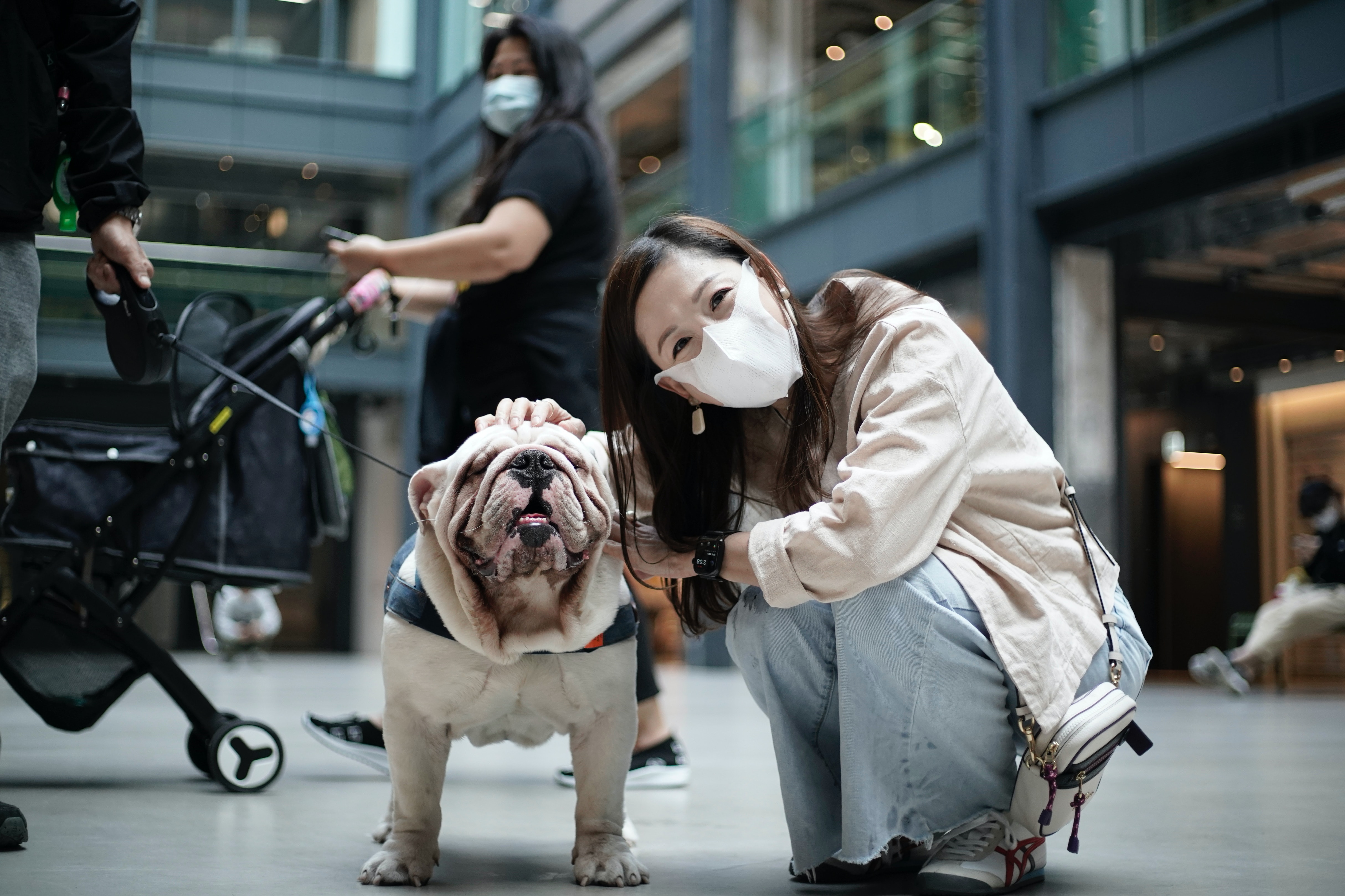 Chiens contre Covid