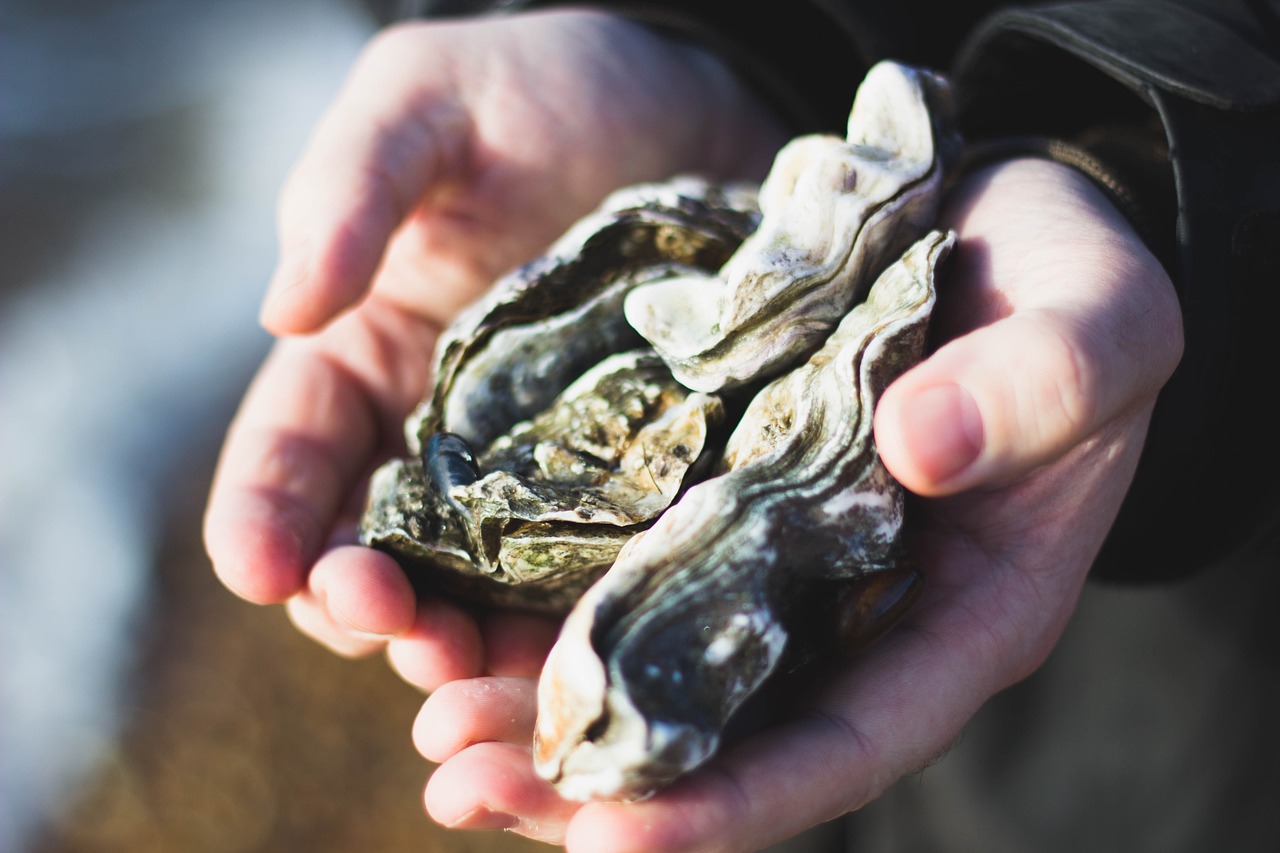 L’huître, un mollusque bon et utile, mais menacé…