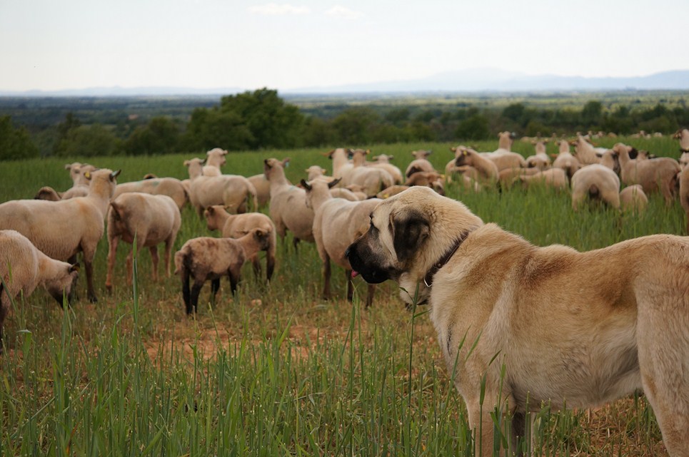 Des chiens, des chèvres et des guépards