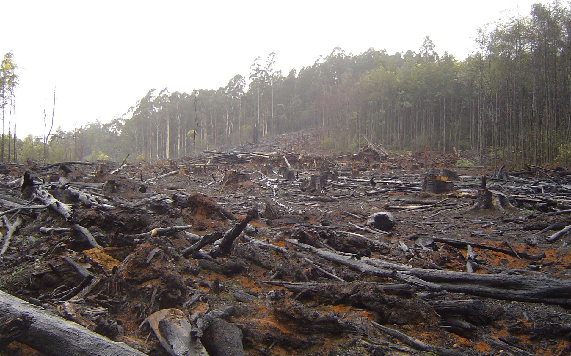 La déforestation une aberration…
