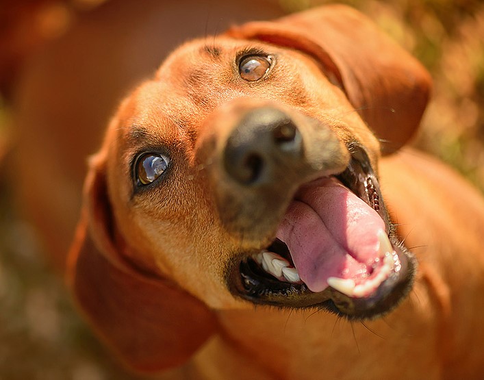Adopter n&rsquo;est pas acheter