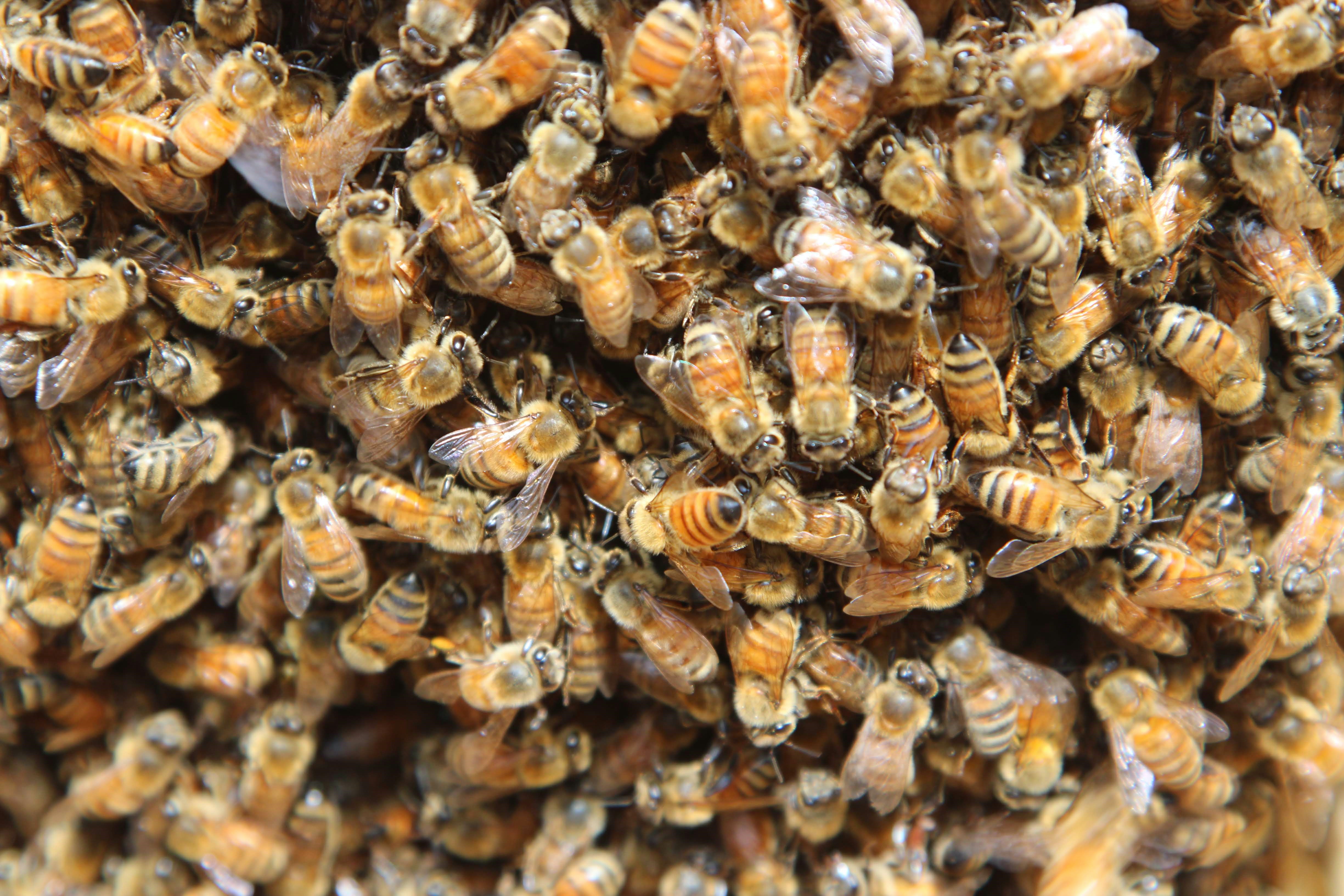 Volons au secours des abeilles