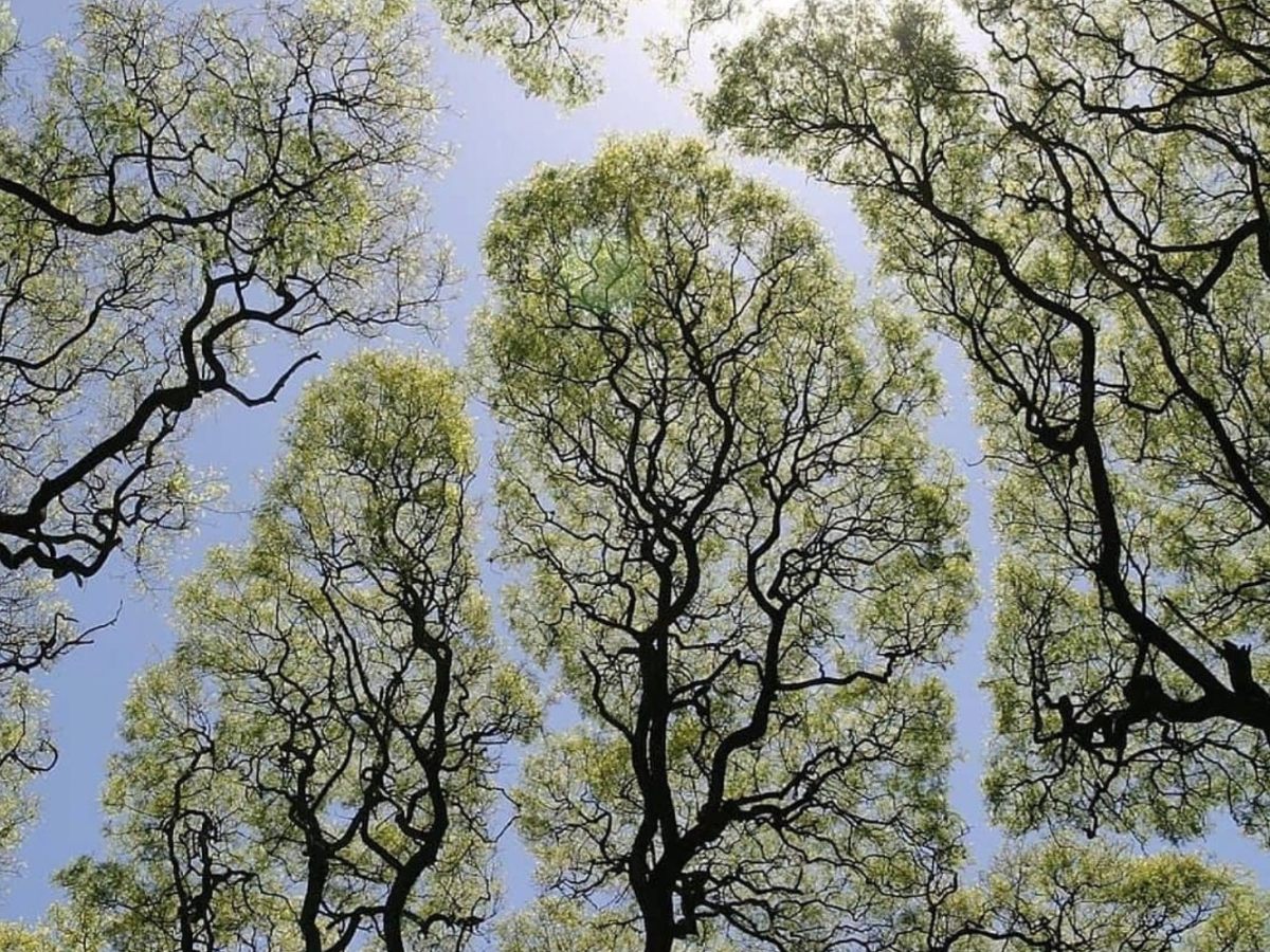 La timidité des&nbsp;cimes