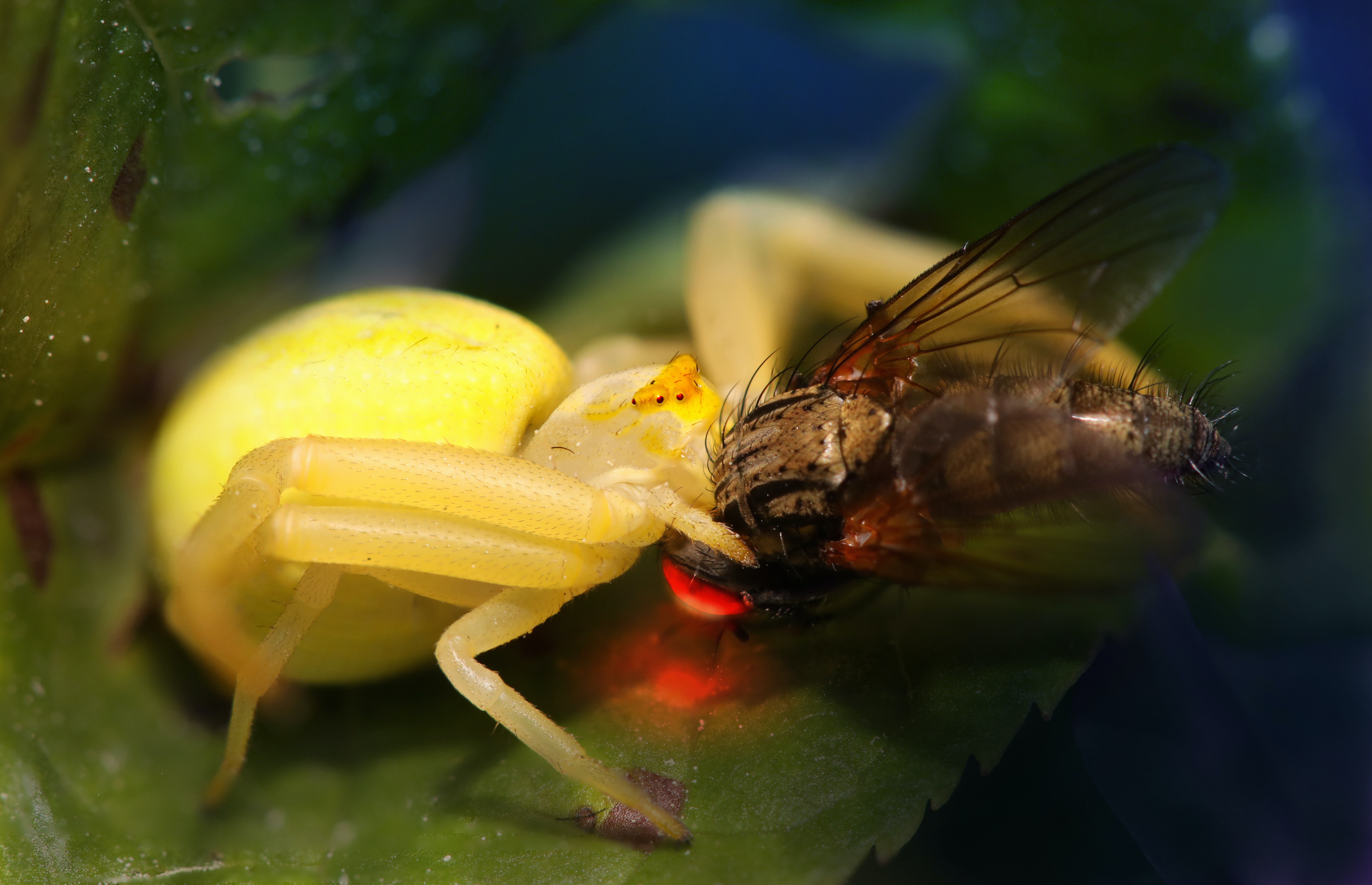 Nos amies les araignées