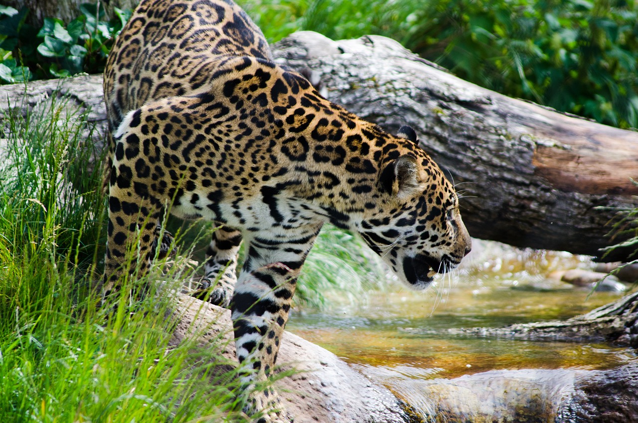 Fascinants mais vulnérables félins