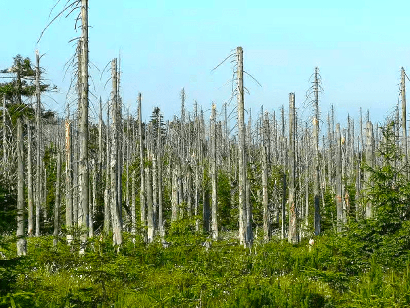Oui, les pluies acides existent&nbsp;encore