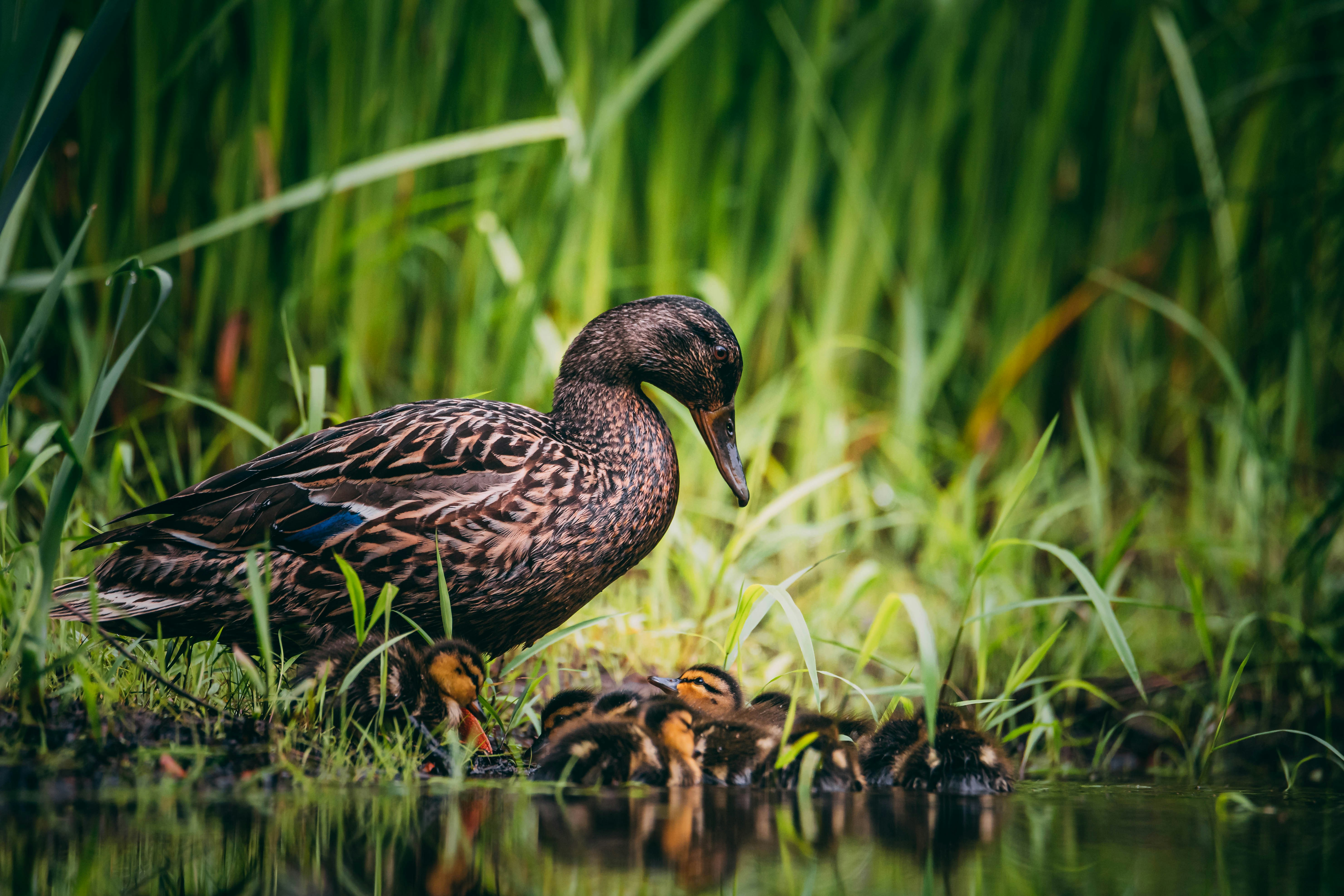 Le pain, c’est pas pour les canards !