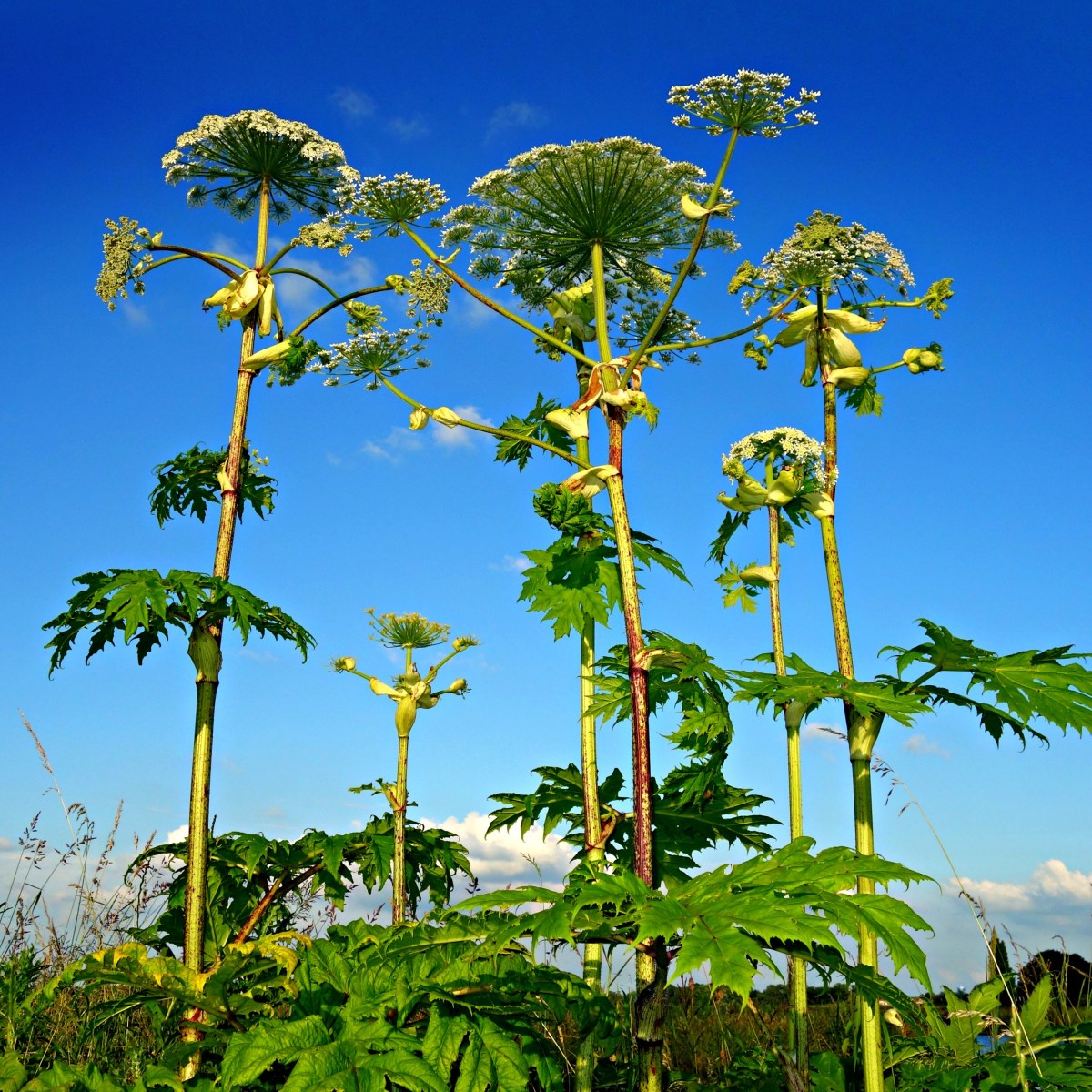 Soutien aux espèces&nbsp;indigènes