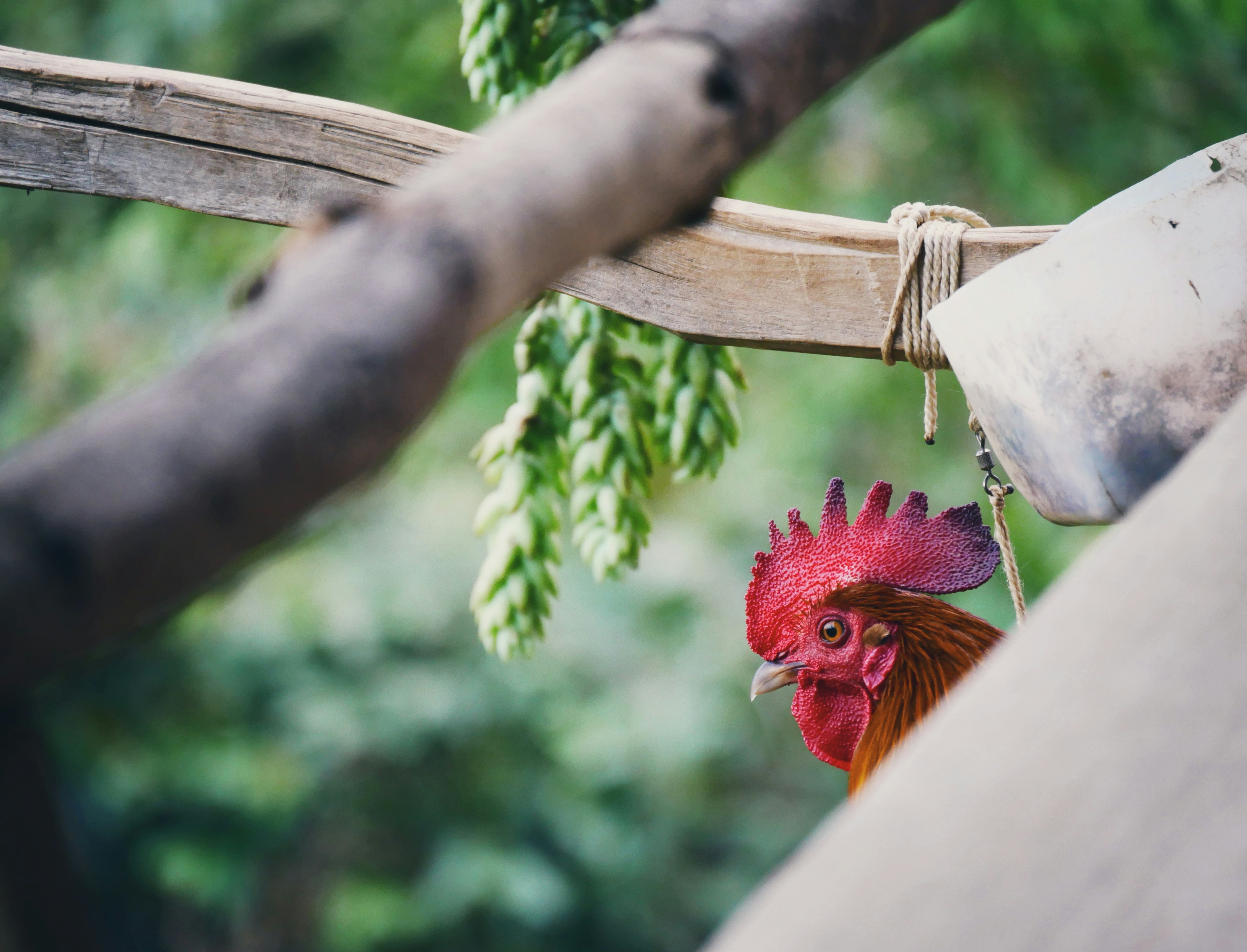 La permaculture comme culture du vivant